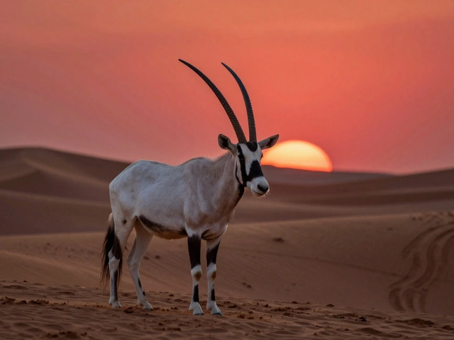 Desert Safari: Discover the Wildlife of the Sands in Dubai